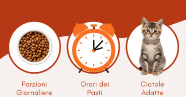 cibo per gattini