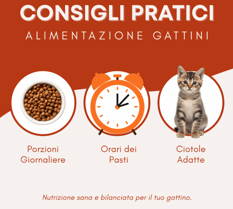 cibo per gattini