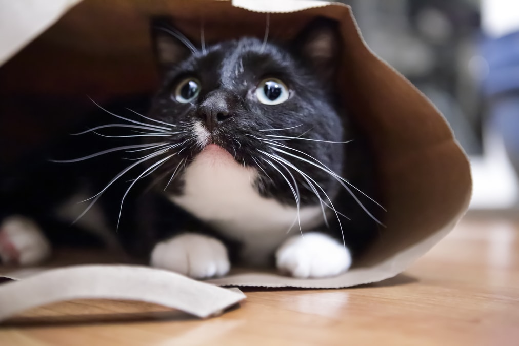 gatto spaventato
