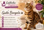 Gatto Bengala adulto con mantello maculato, guida completa sulla razza