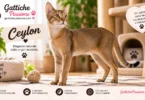 Gatto Ceylon dal mantello corto e uniforme color bruno dorato