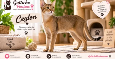 Gatto Ceylon dal mantello corto e uniforme color bruno dorato