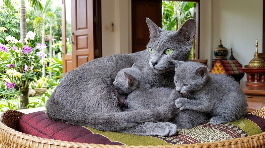 Mamma gatto di razza Korat distesa su un cuscino mentre allatta e si prende cura dei suoi piccoli cuccioli grigi