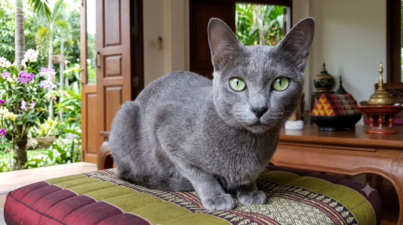 Gatto Korat adulto con mantello grigio blu e intensi occhi verdi lucidi seduto su un cuscino in stile thailandese