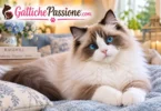 Gatto Ragdoll dal pelo lungo e morbido e dagli occhi azzurri