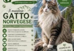 Gatto Norvegese a pelo lungo nel suo ambiente naturale, guida completa alla razza