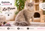 Gatto LaPerm dal caratteristico pelo riccio e morbido