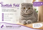 Scottish Fold grigio con orecchie piegate – guida su carattere, cura, alimentazione e curiosità
