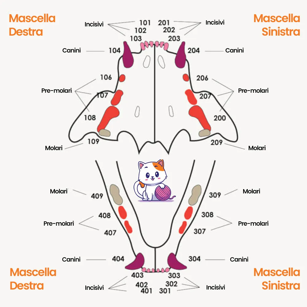 dentizione nei gattini