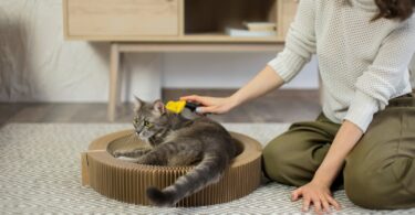 come diventare cat sitter