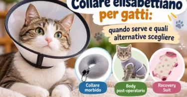 Collare elisabettiano per gatti e alternative post-operatorie