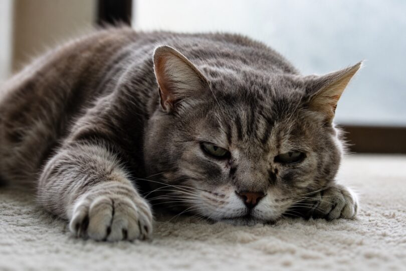 vita media del gatto: quanto vive un gatto
