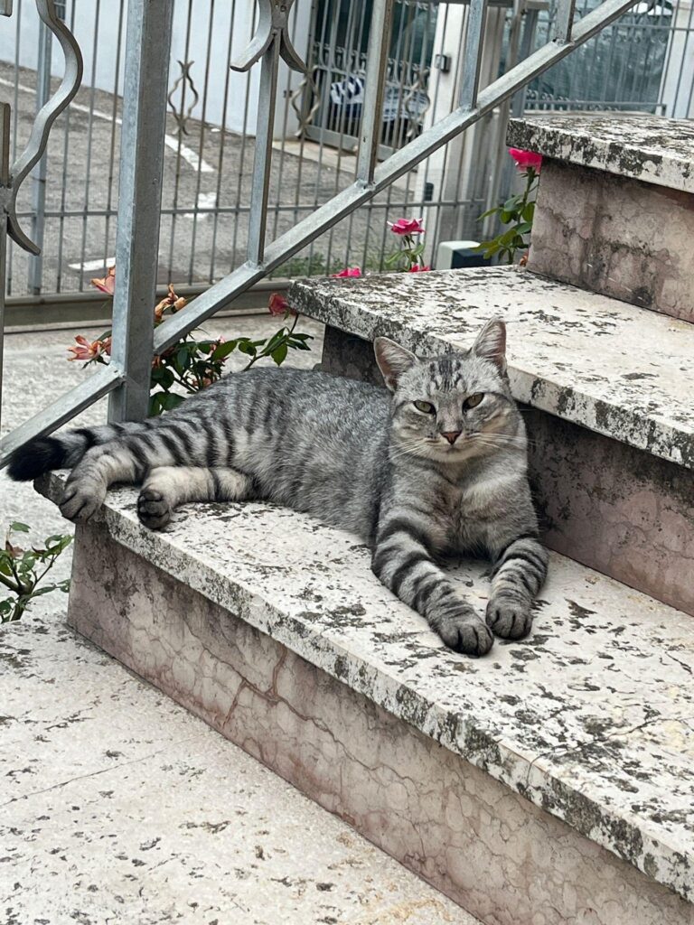 Appello gatto Nuvola a Chioggia, Venezia