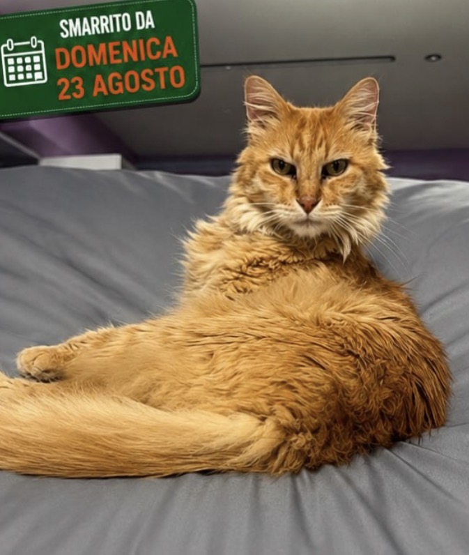 Appello gatto Bart a Frazione Spinetta, Cuneo