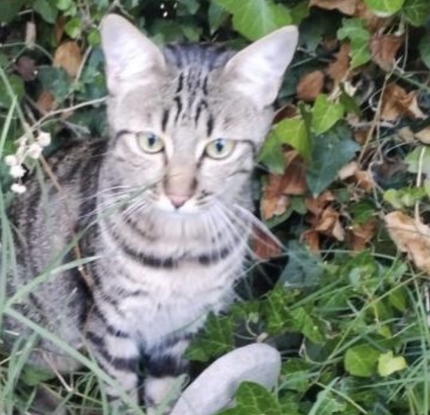 Appello gatto Micio a Zona Località lido di Dante, area via cavalcanti., Ravenna