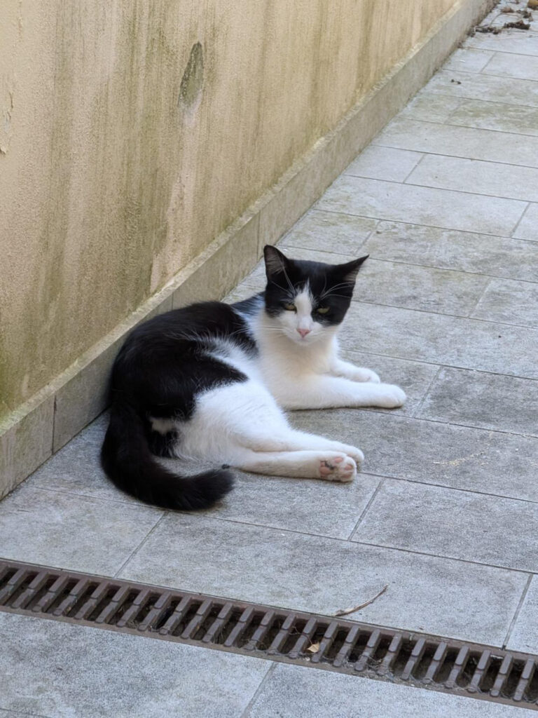 Appello gatto Tonno a Firenze Centro, Firenze