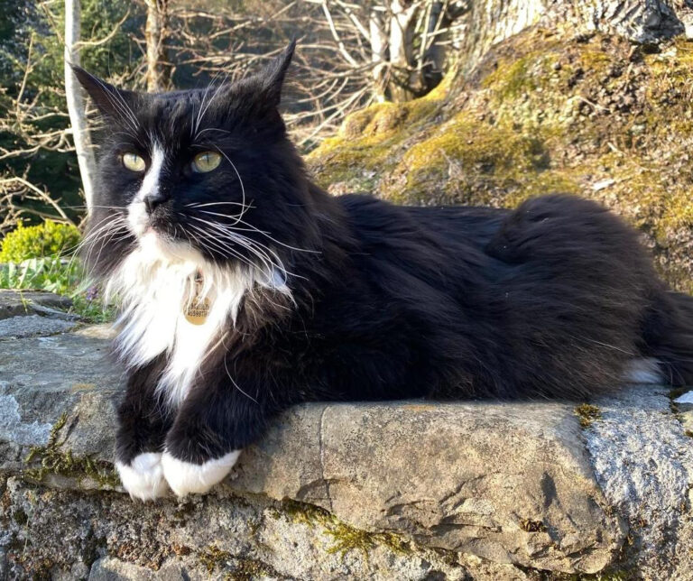 Appello gatto Ernesto a Gavinana, Pistoia