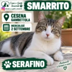 Smarrito - Serafino