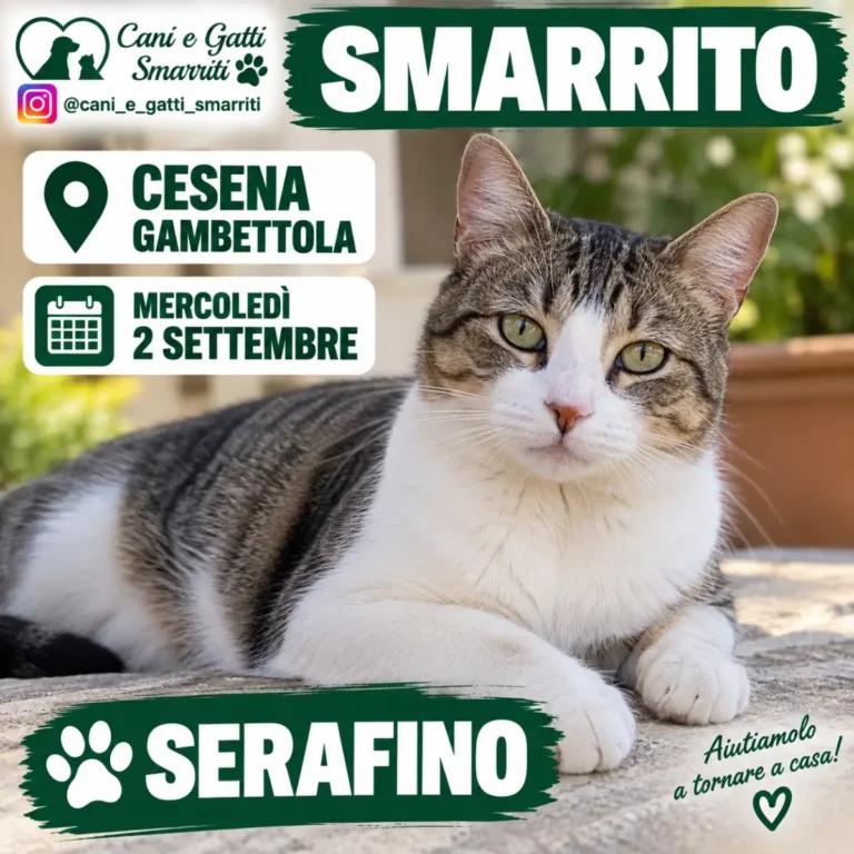 Appello gatto Serafino a Gambettola, Cesena