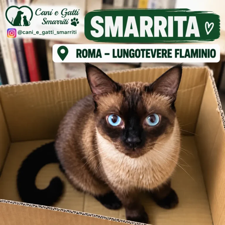 Appello gatto Minù a LUNGOTEVERE FLAMINIO, Roma