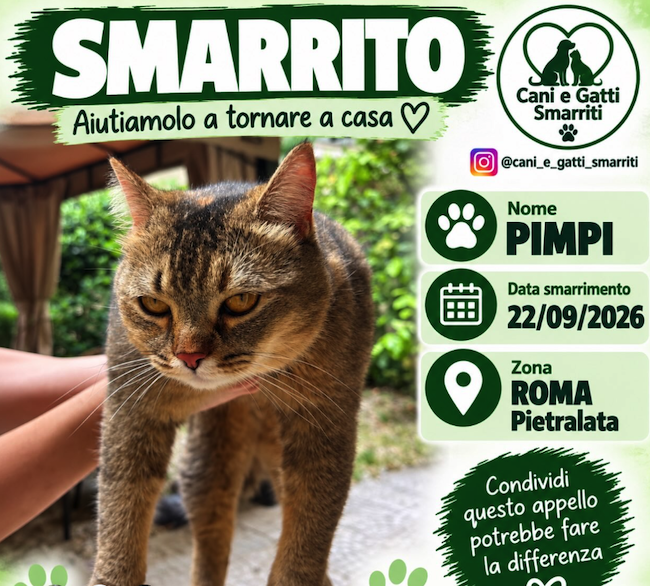 Appello gatto Pimpi a Pietralata, RM