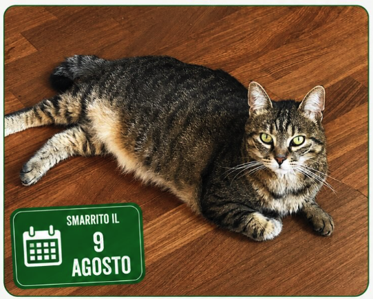Appello gatto Tigrato a CAMAIORE, Lucca