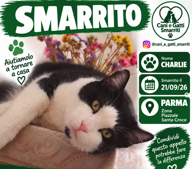 Appello gatto Charlie a Piazzale Santa Croce, Parma