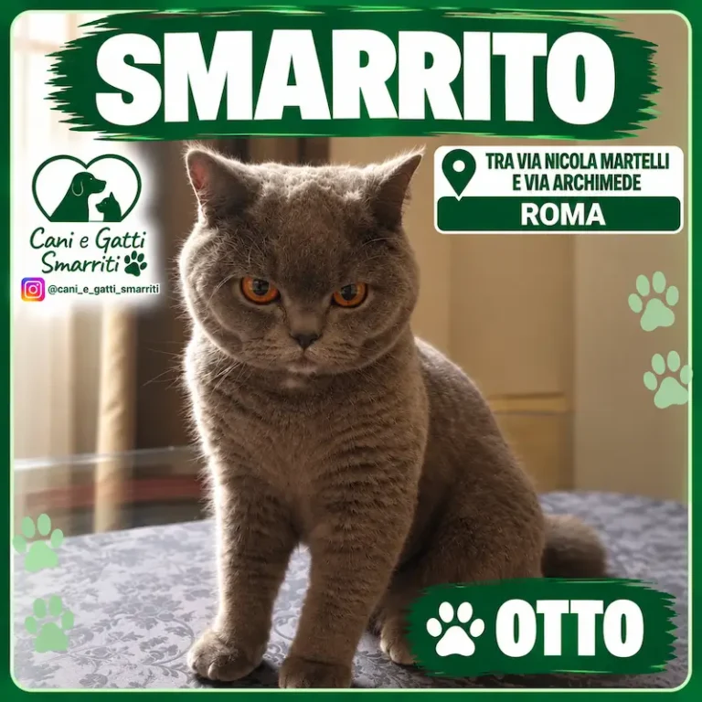 Appello gatto Otto a Stazione Termini di Roma, RM