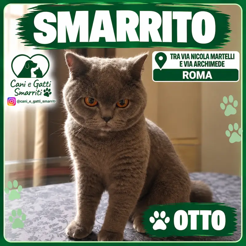 immagine del gatto otto smarrito da roma